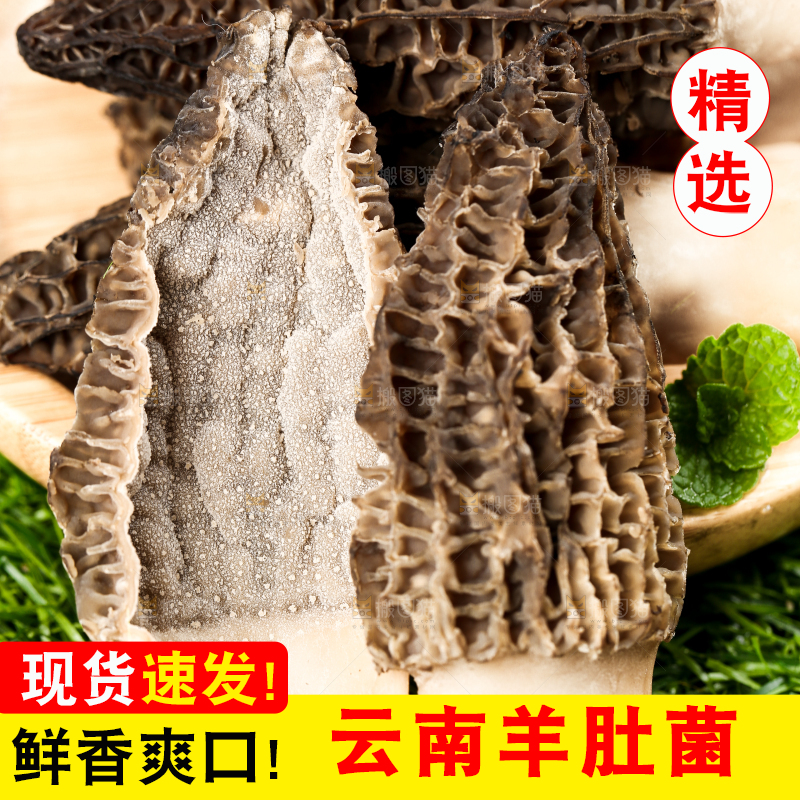 草地上的羊肚菌