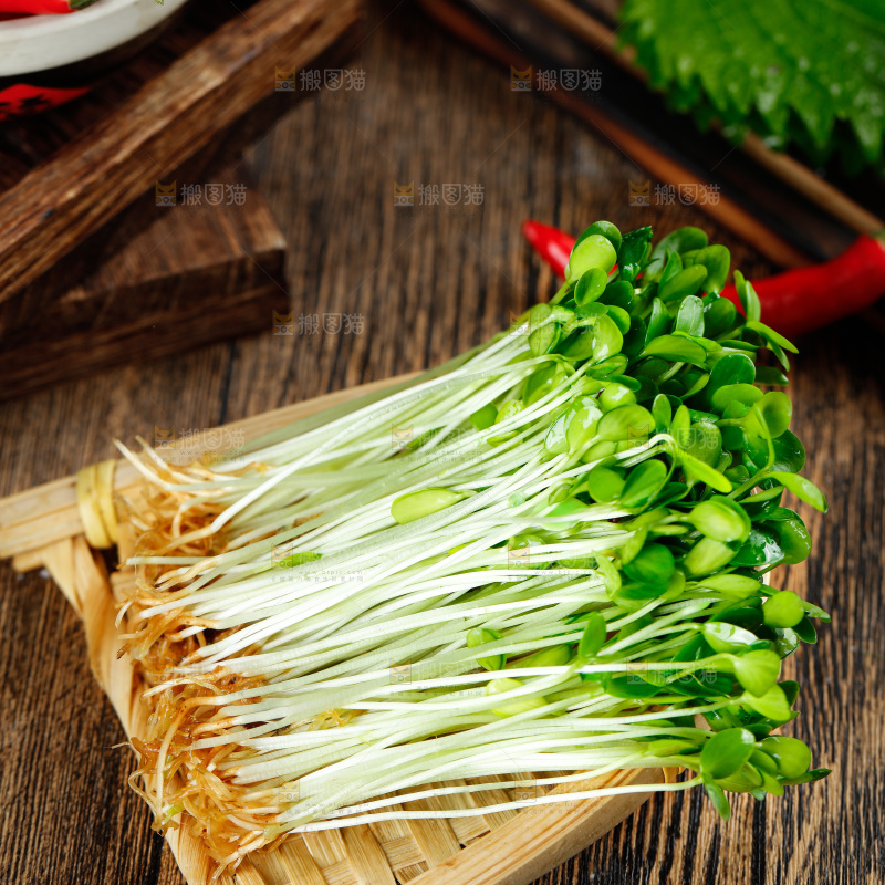 木底上放着新鲜的香椿芽苗
