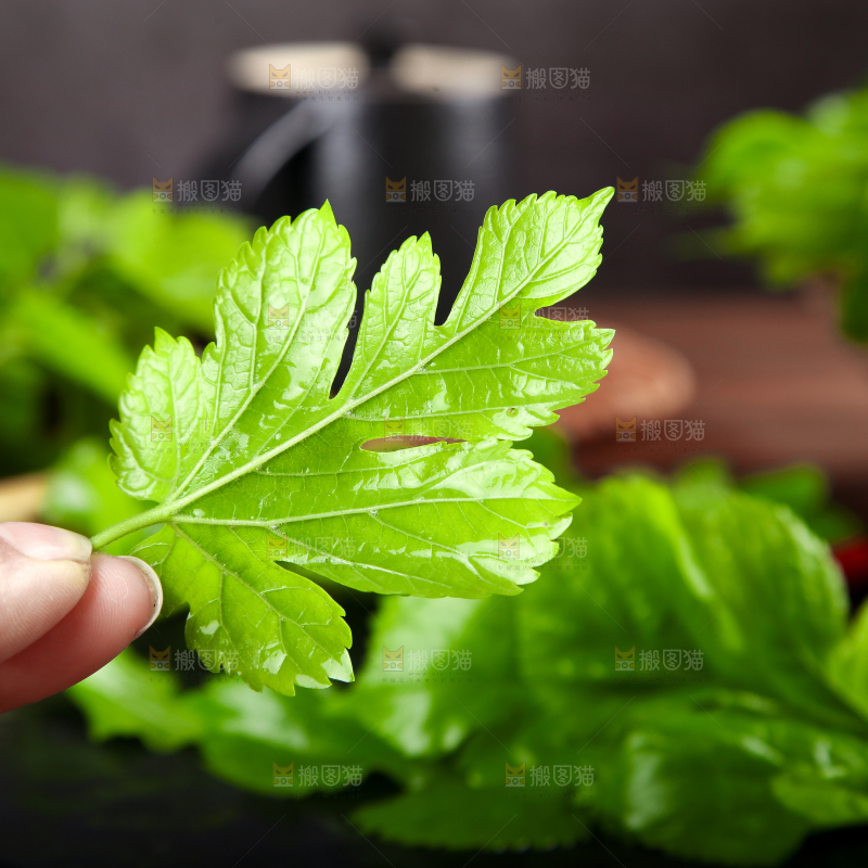 手拿桑叶