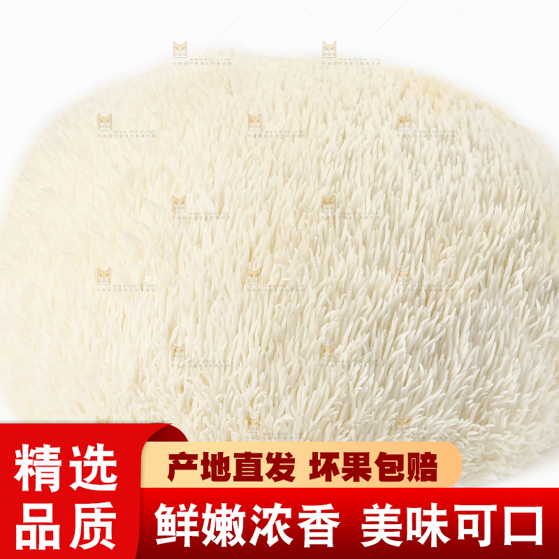 白底上的长白山猴头菇