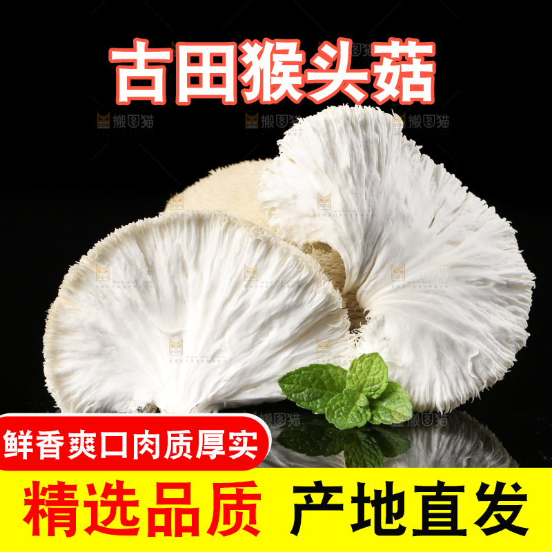 黑石板上的古田猴头菇