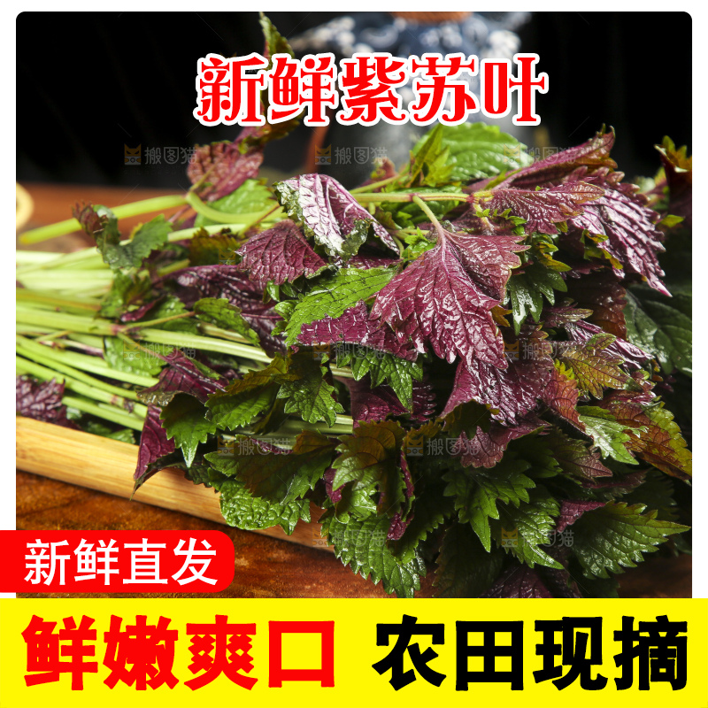 新鲜紫苏叶放在木底上