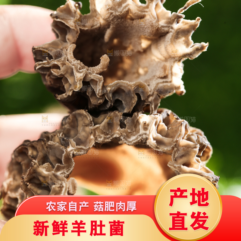 手拿切开的新鲜羊肚菌