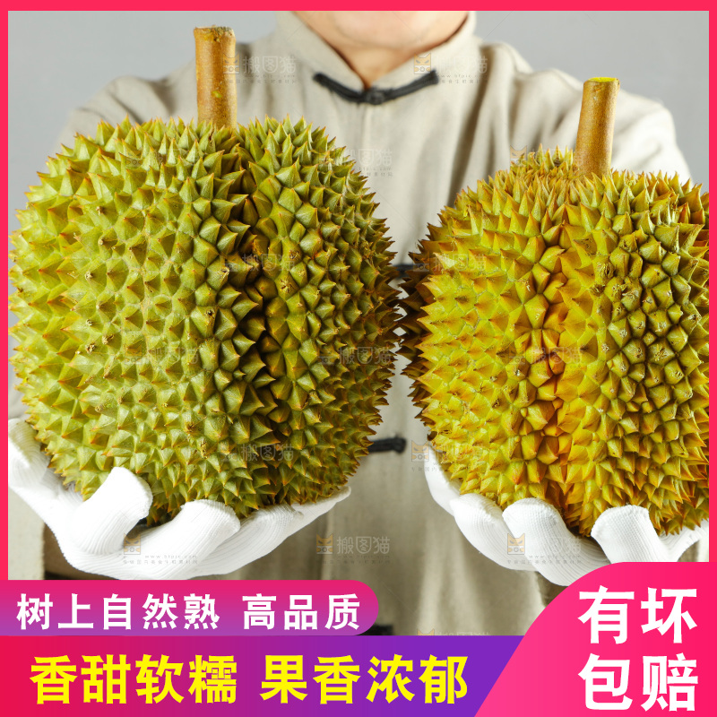 农民手里拿着泰国甲仑榴莲