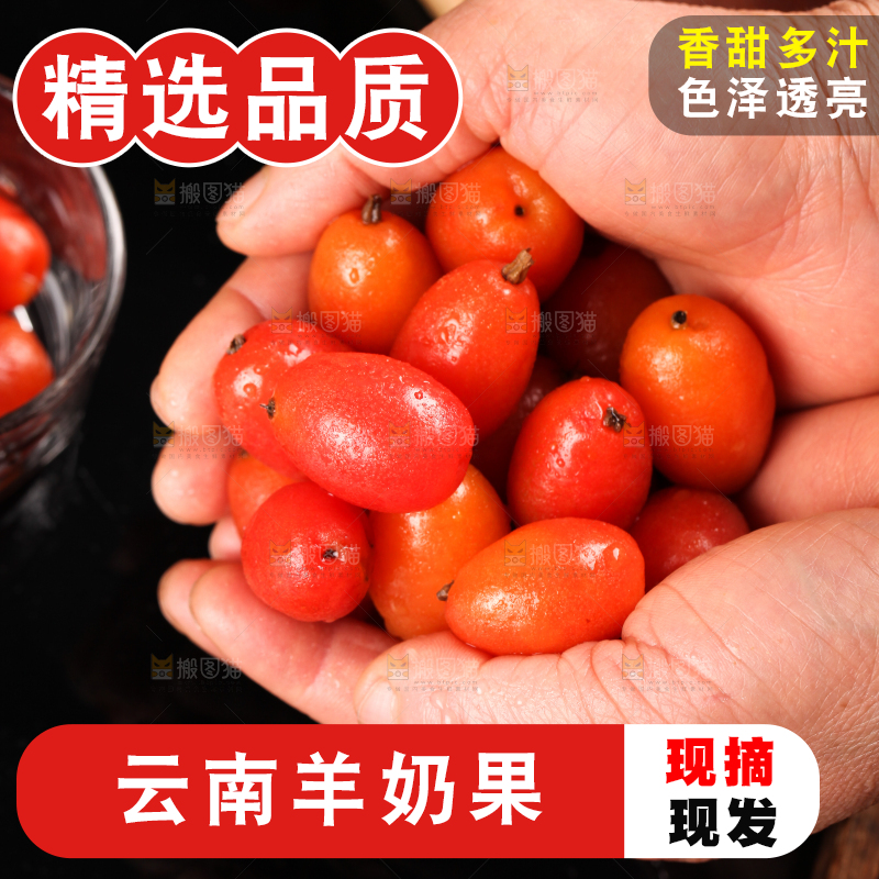 手拿新鲜羊奶果