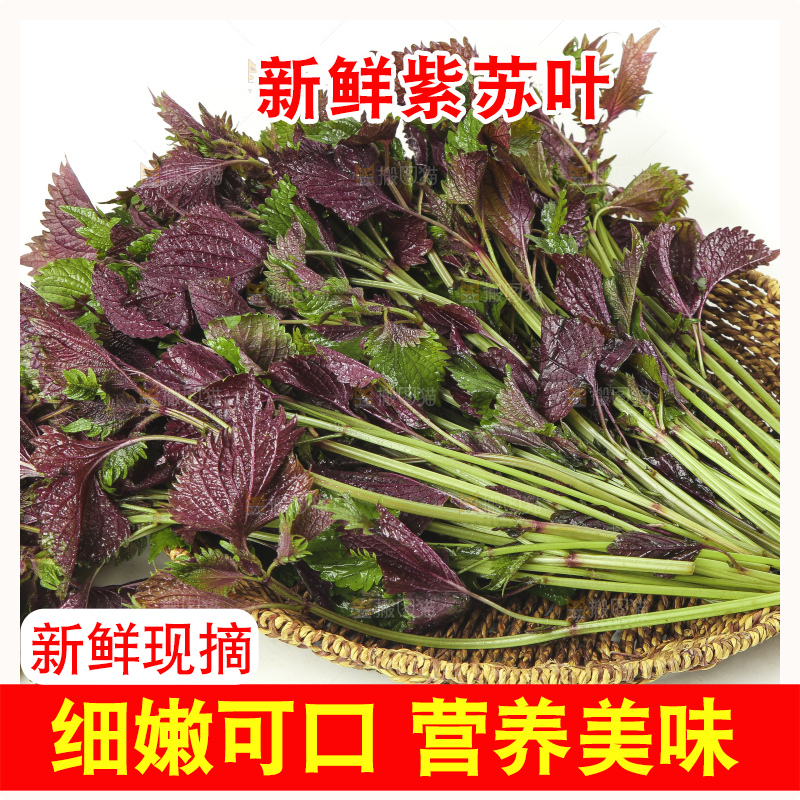 一筐新鲜紫苏叶放在白底上