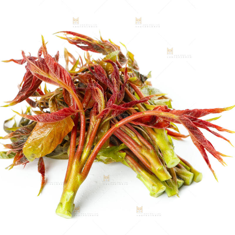 白底上的野生香椿芽