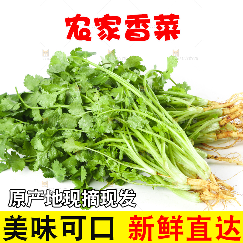 白底上的香菜