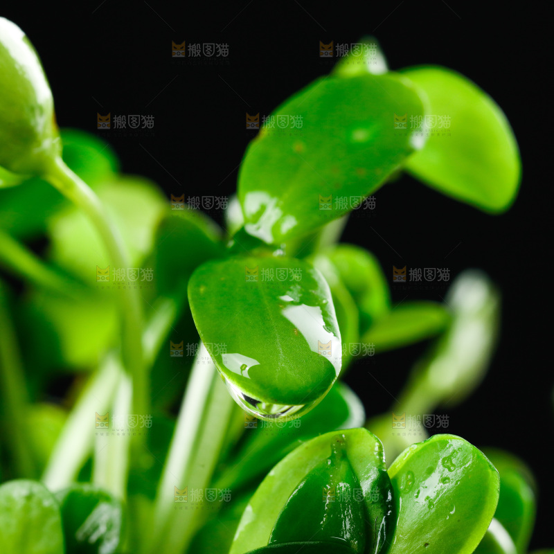 深底上的芽苗