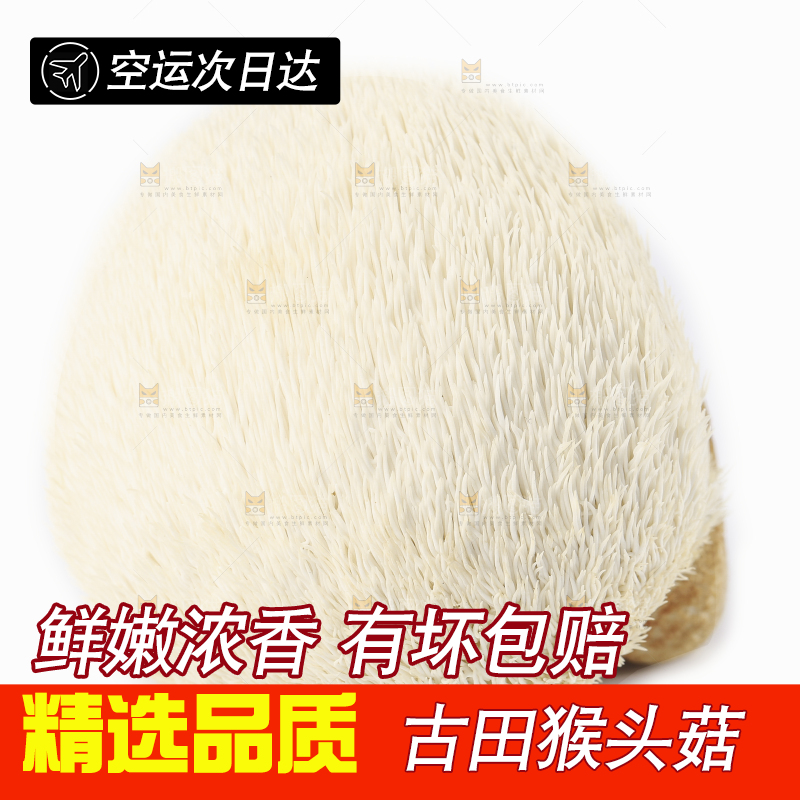 白底上的长白山猴头菇