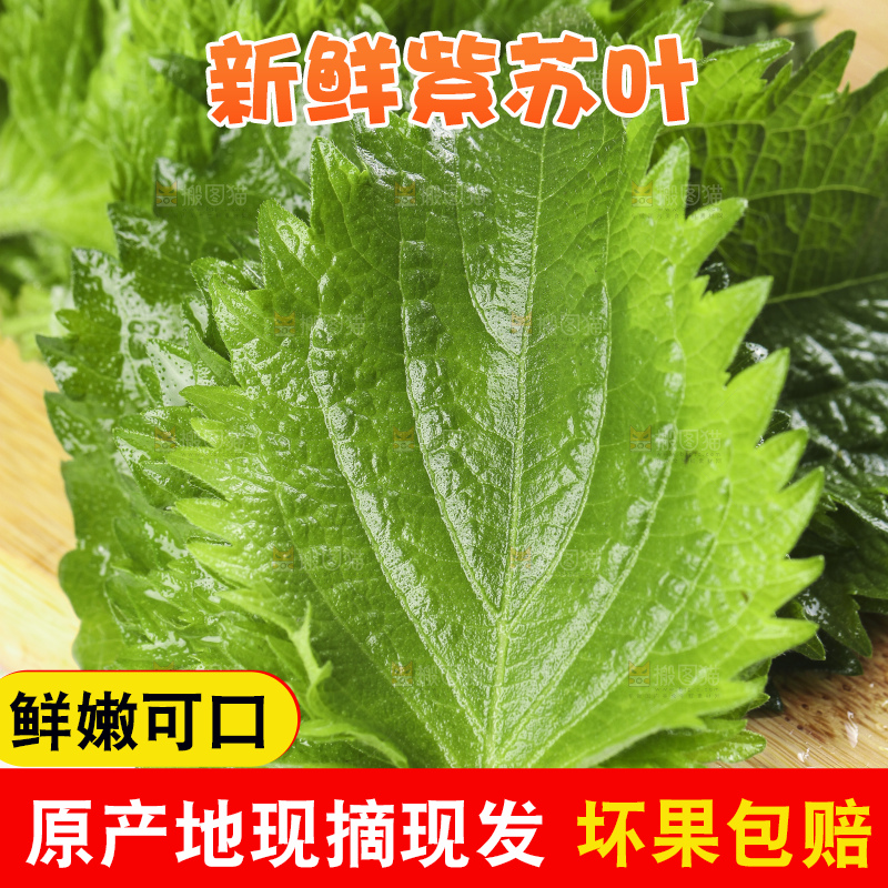 新鲜的绿紫苏叶放在木底上
