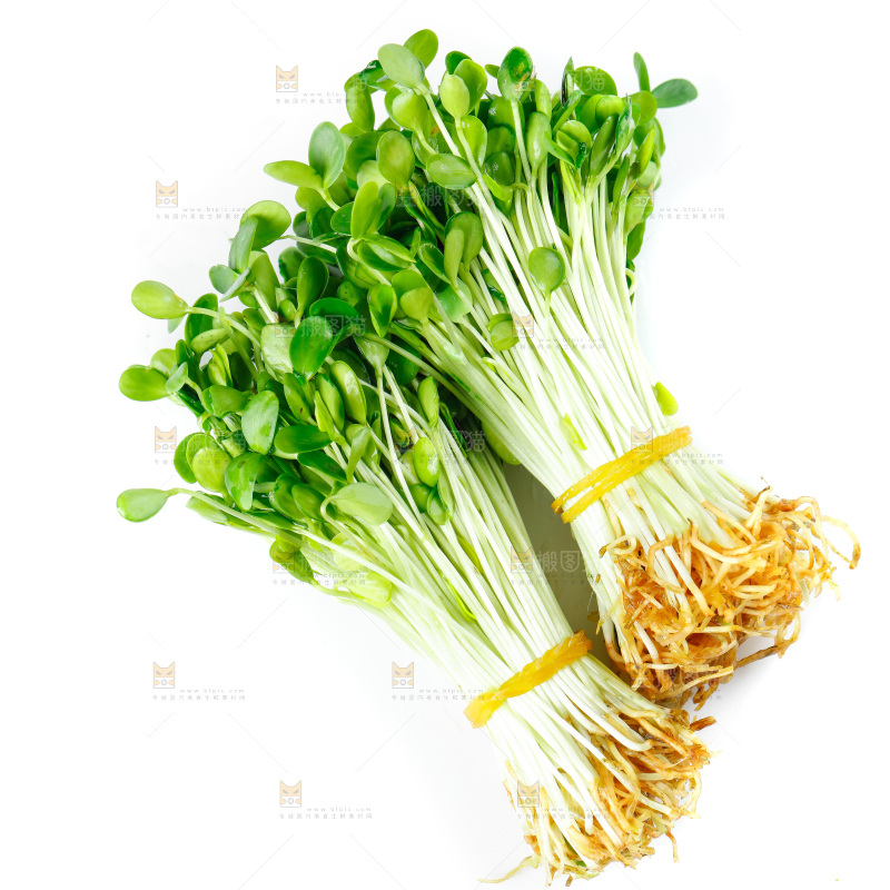 白底上的香椿苗