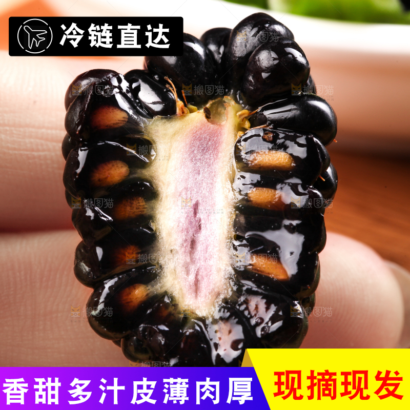 手拿黑树莓