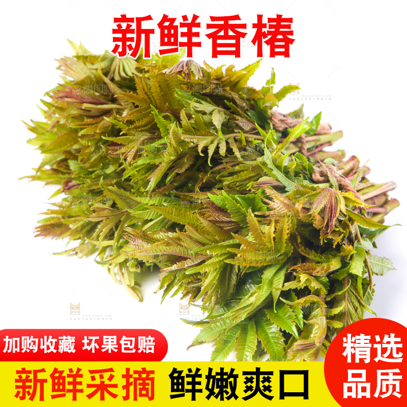 白底上放着野生香椿芽