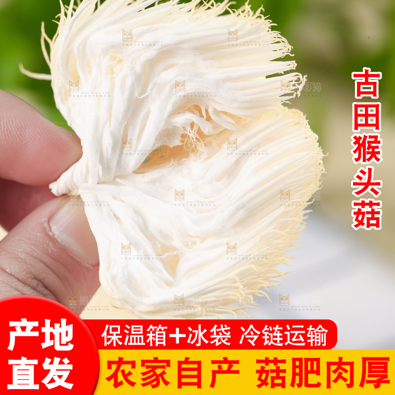 手里拿着新鲜猴头菇