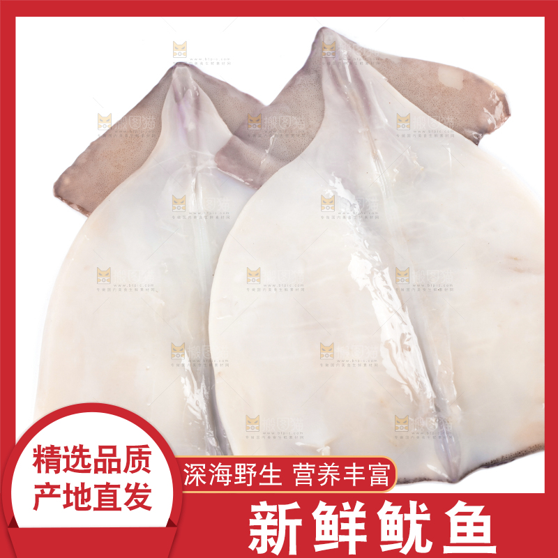 白底上放着大鱿鱼