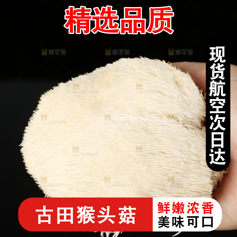 黑石板上的古田猴头菇