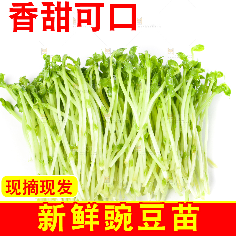 白底上放着豌豆芽菜