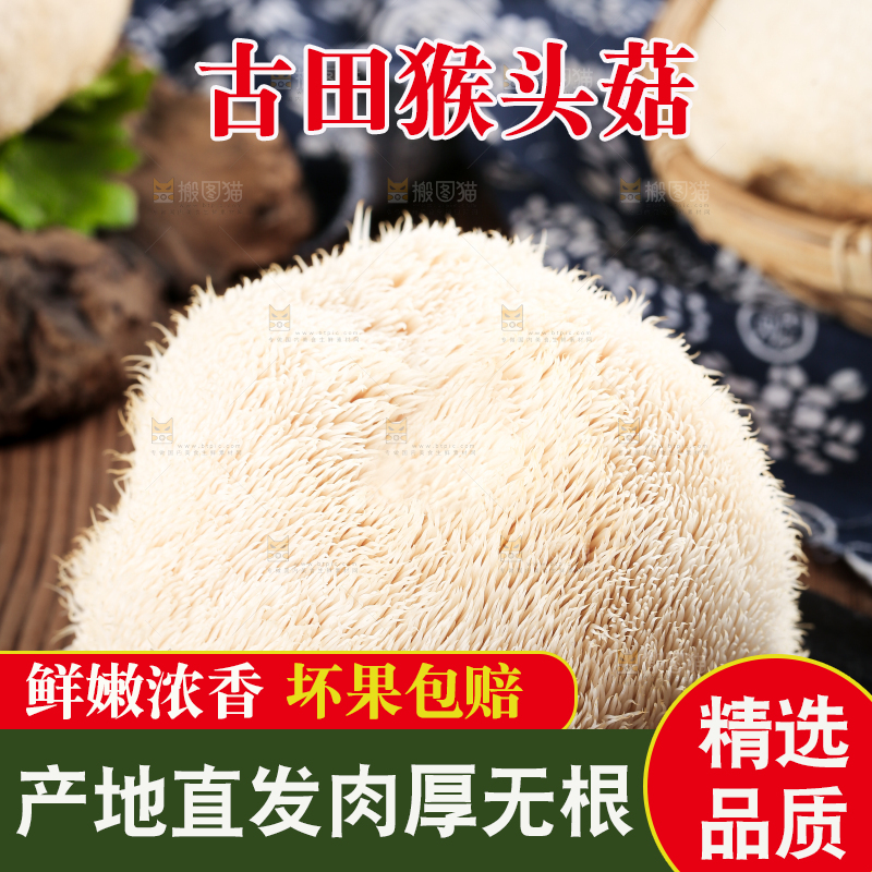 黑石板上的东北猴头菇