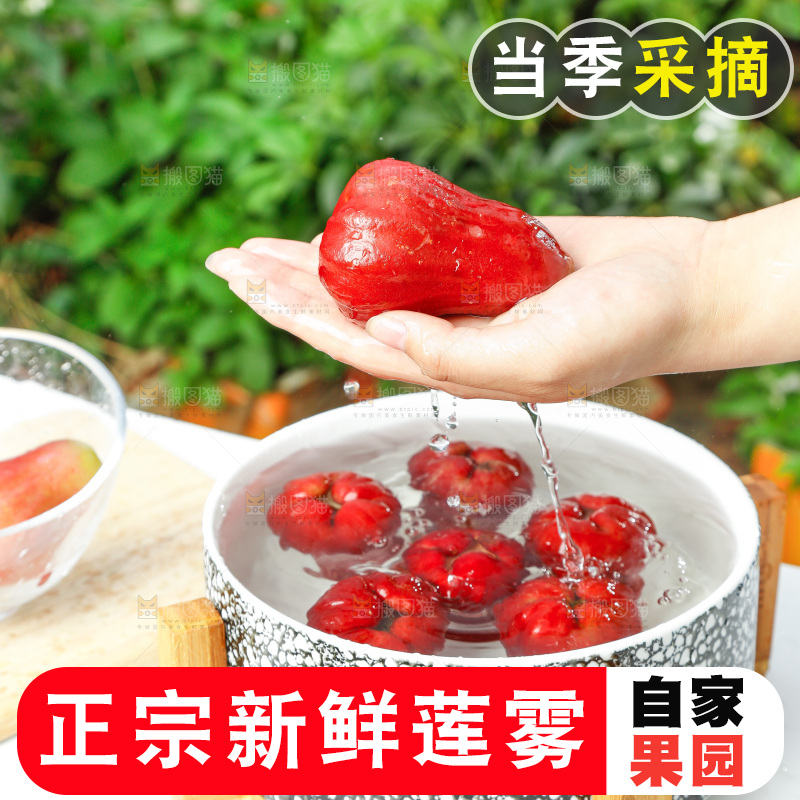 手拿新鲜黑金刚莲雾