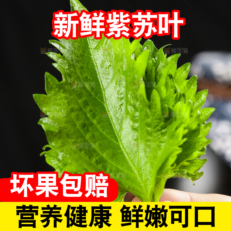 手拿紫苏叶