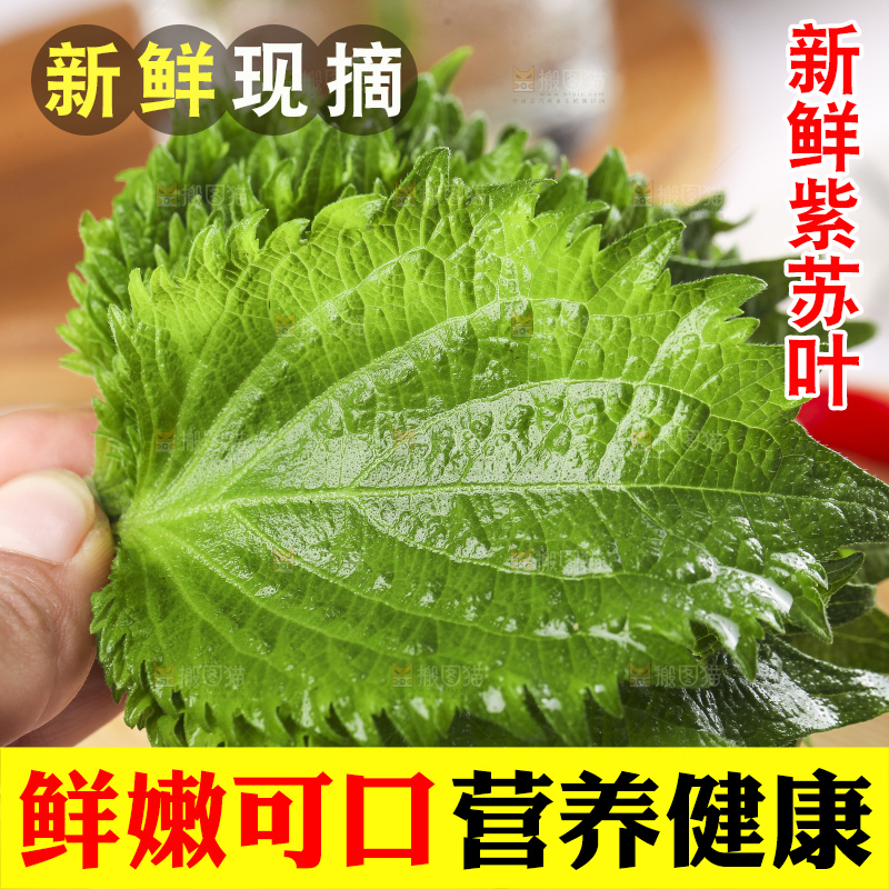 手拿紫苏叶