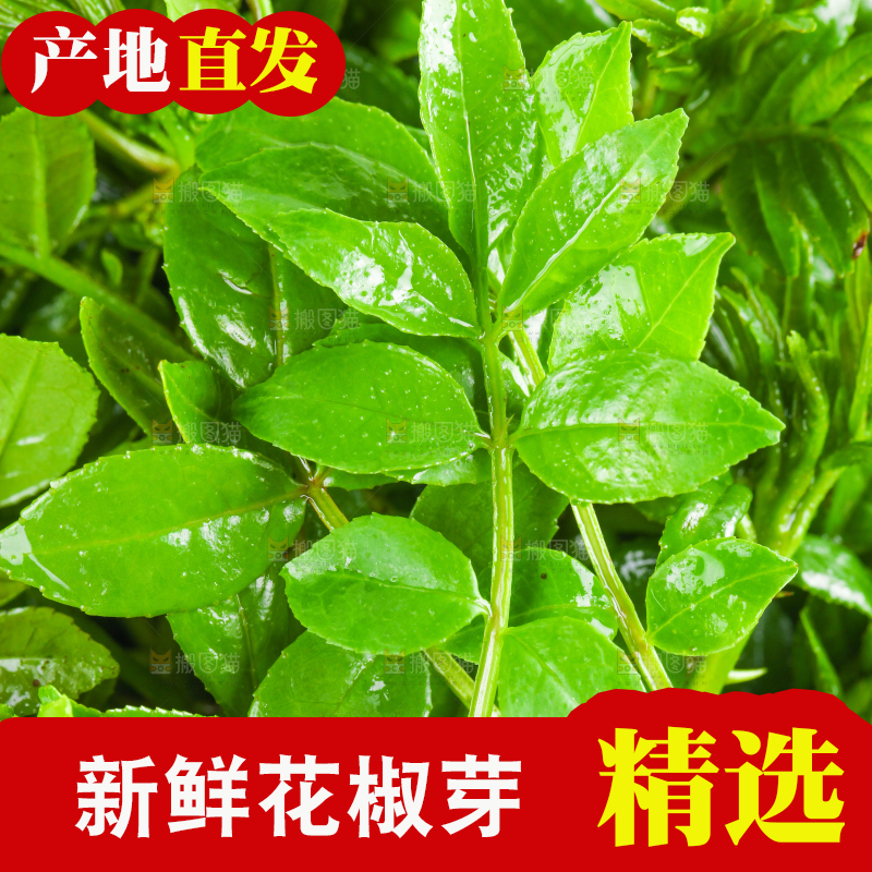 一盘花椒芽苗放在白底上