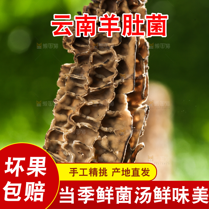 手拿羊肚菌