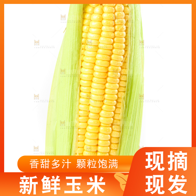 白底上摆放着苞谷