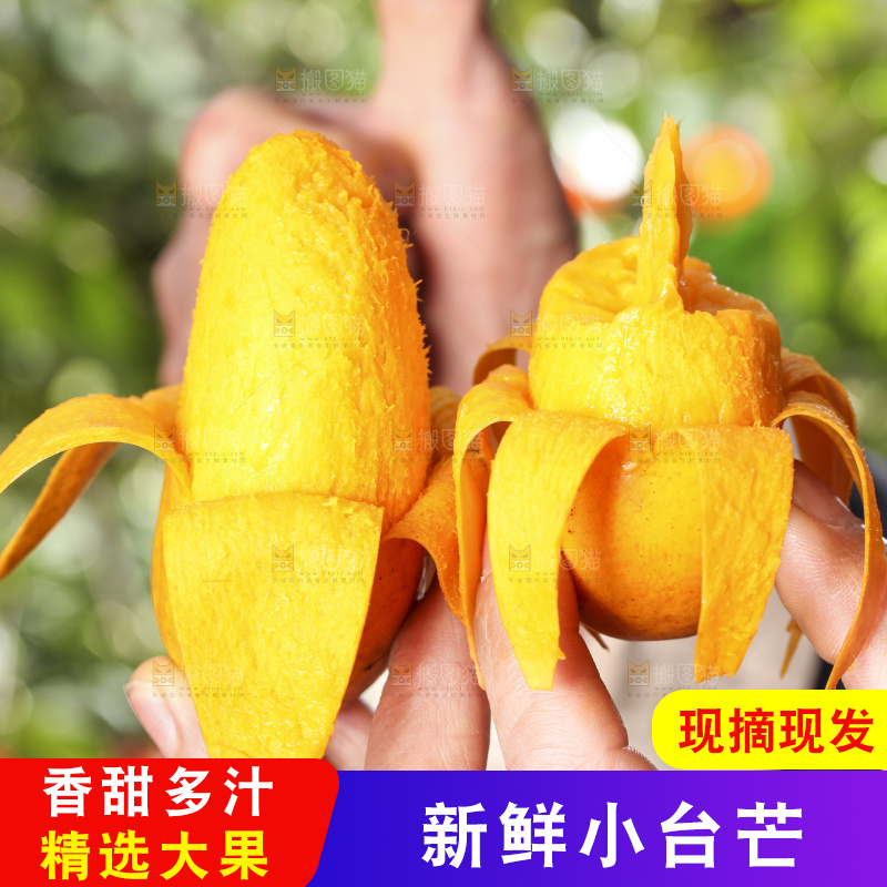 手拿剥皮的台农芒果