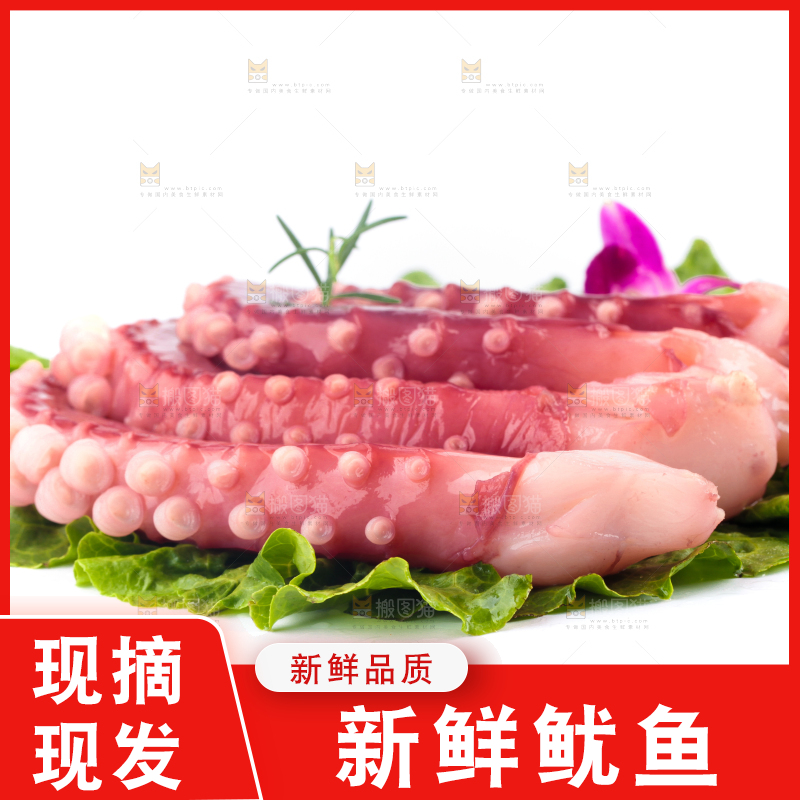 叶子上放着鲜鱿鱼
