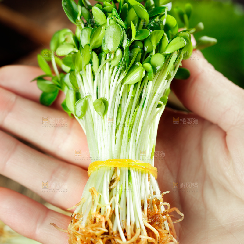 手拿香椿苗芽