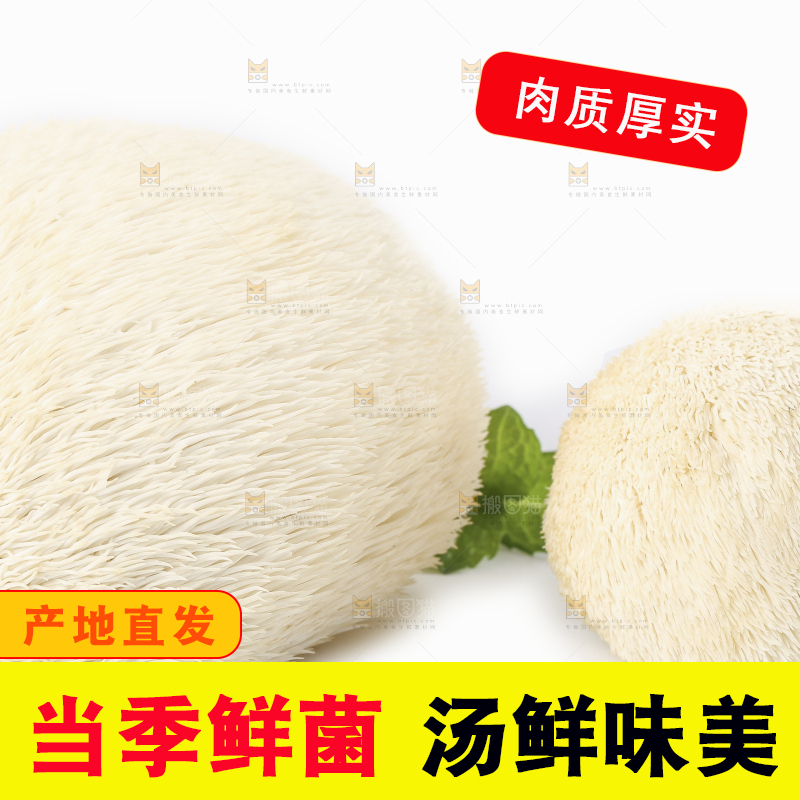 白底上的长白山猴头菇