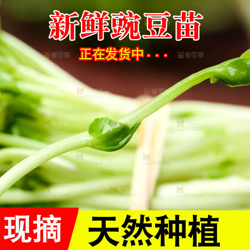 黑石板上的豌豆芽苗菜