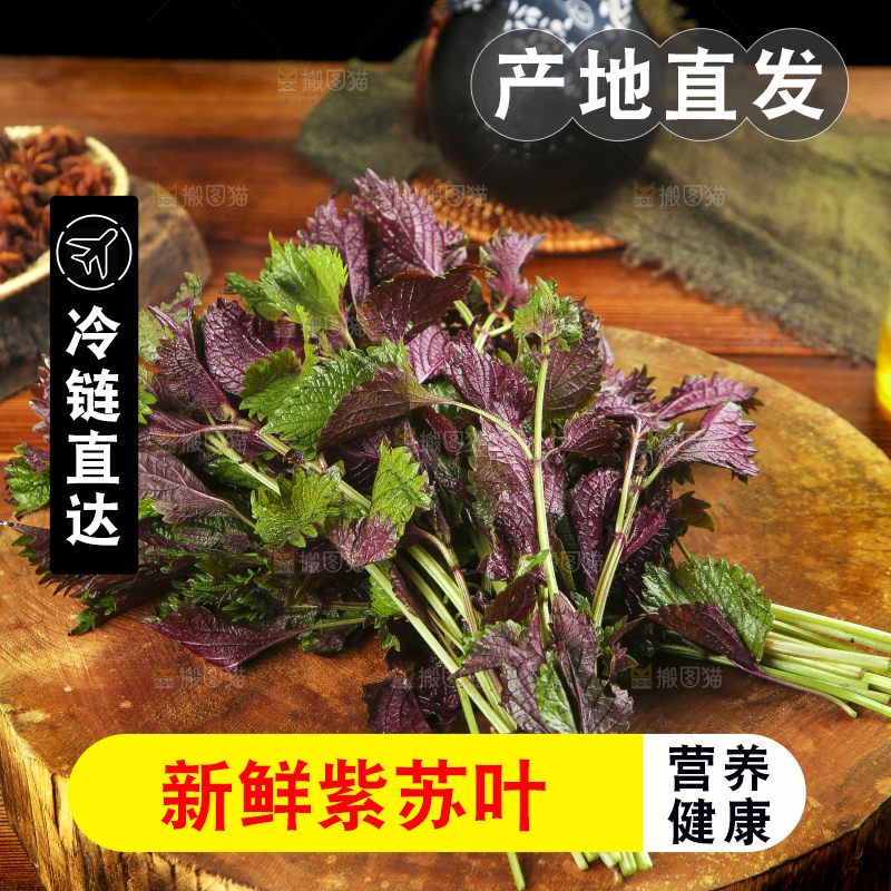 新鲜紫苏叶放在木底上