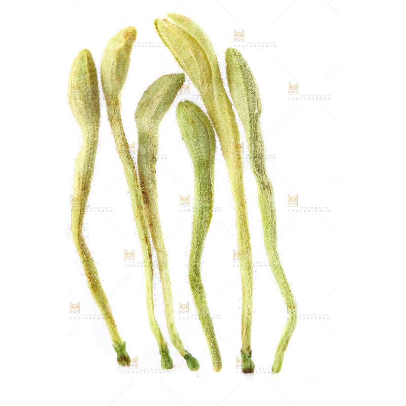白底上的金银花