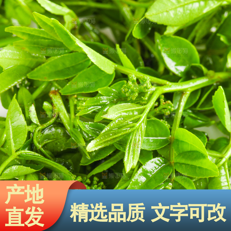 新鲜的花椒芽苗放在白底上