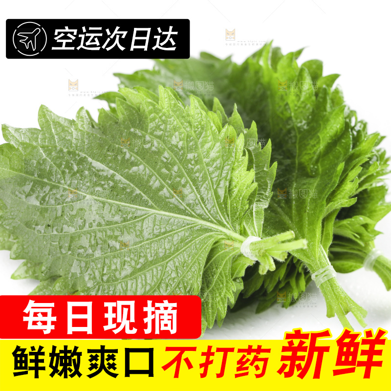 白底上的绿紫苏叶