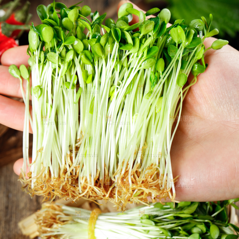 手拿香椿苗芽