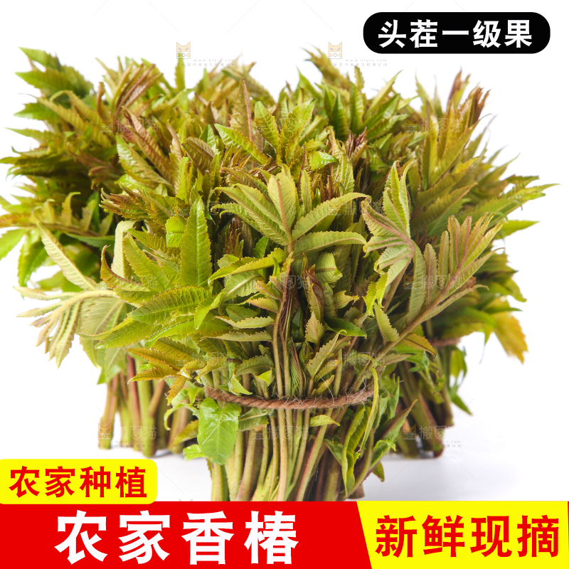 白底上放着野生香椿芽