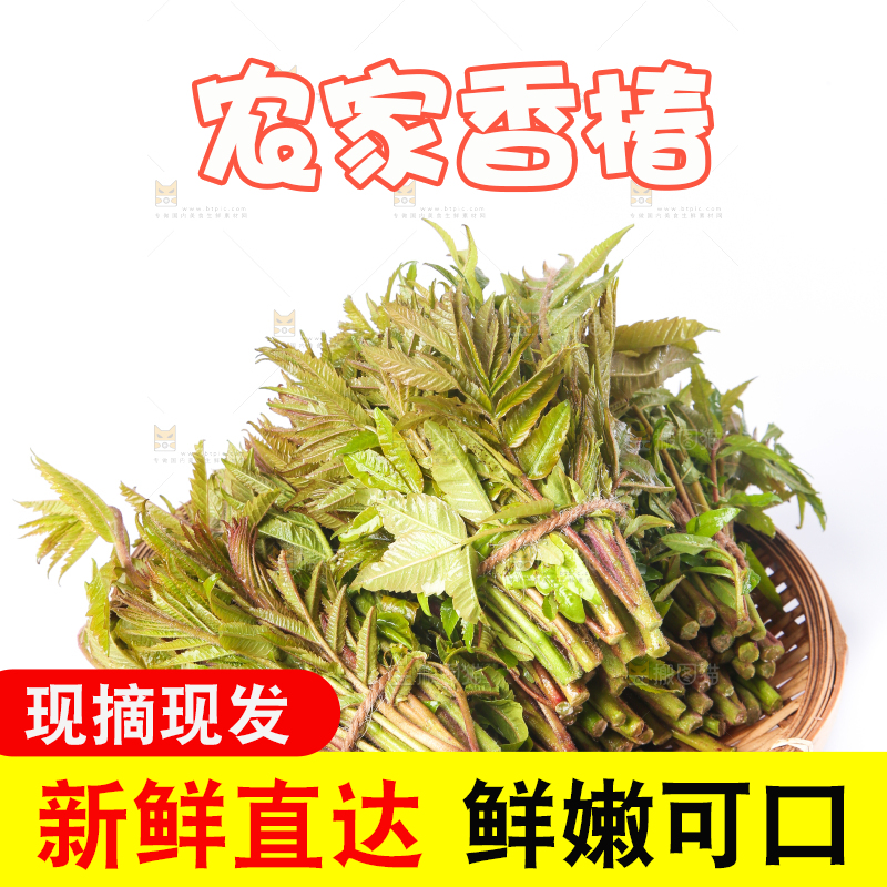一筐山东香椿放在白底上