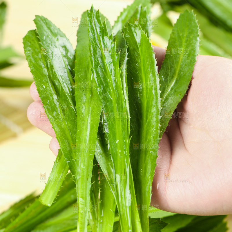 手拿云南大香菜