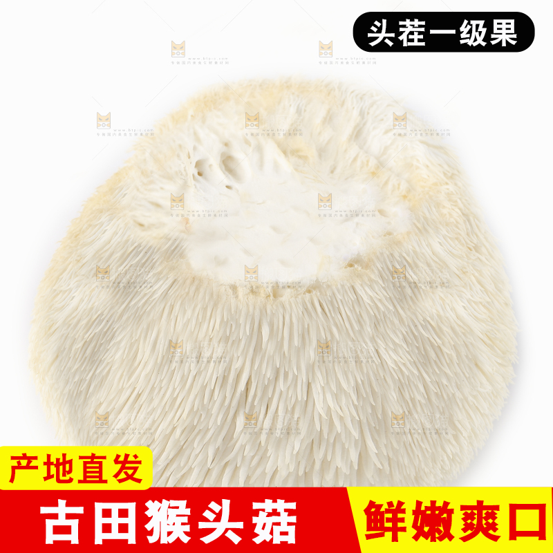 白底上的长白山猴头菇