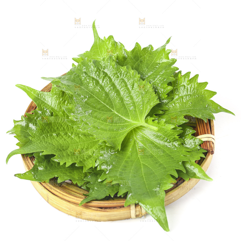 一盘东北苏子叶放在白底上