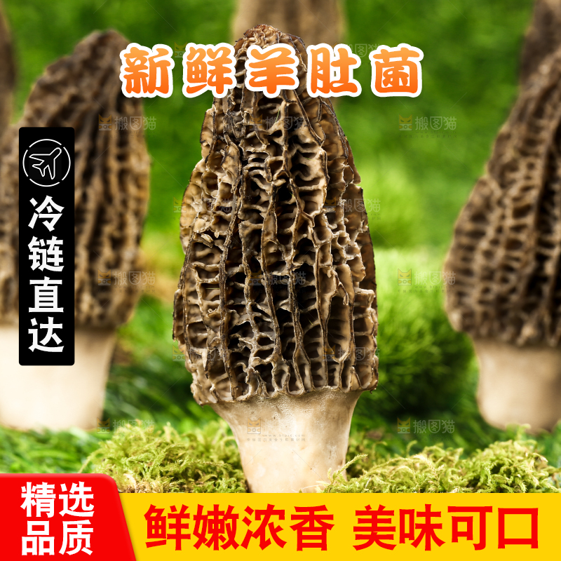 草地上的羊肚菇