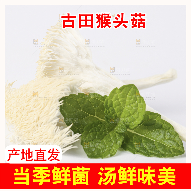 白底上放着东北山猴头菇