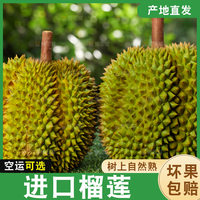 草地上的泰国甲仑榴莲