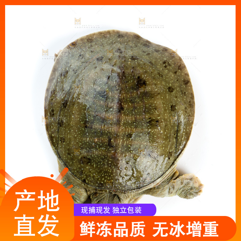 白底上的团鱼