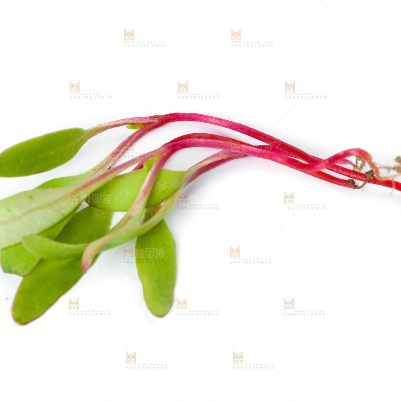 白底上的甜菜苗