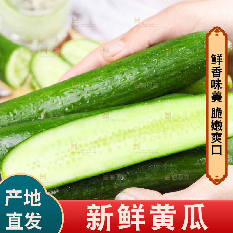 手里拿着山东水果黄瓜